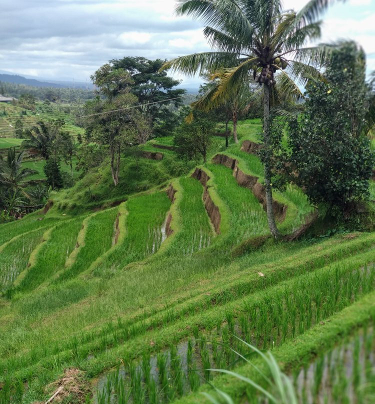Teras Subak主图