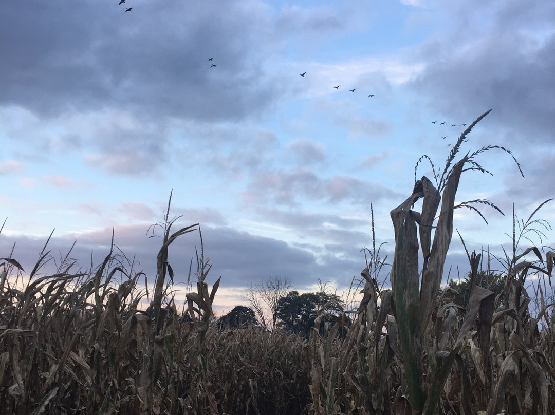 Maize Valley Market & Winery-Hartville必去景点