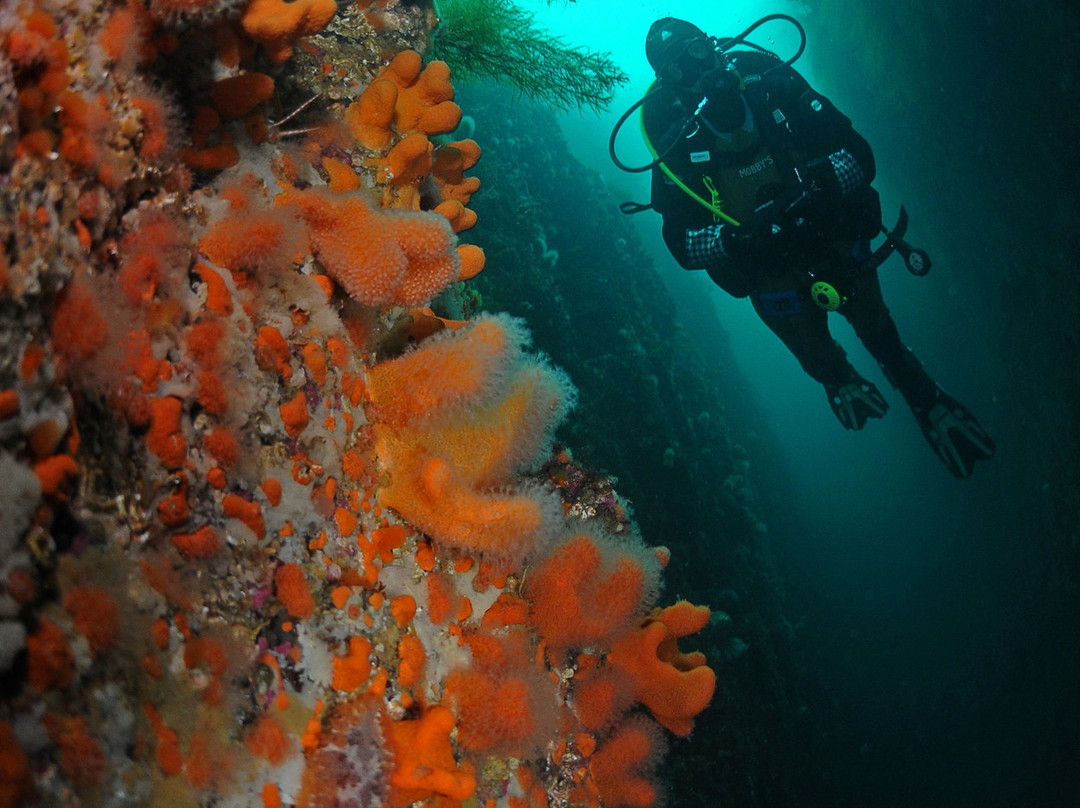 Lofoten Diving景点图片