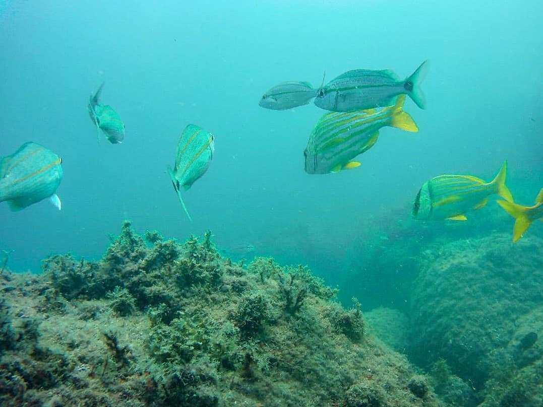 Reserva Biologica Marinha do Arvoredo-Bombinhas必去景点