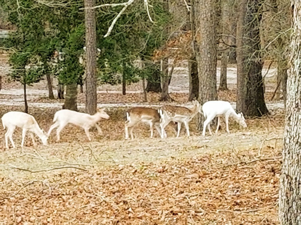 Camp Tonkawa Springs-Garrison必去景点
