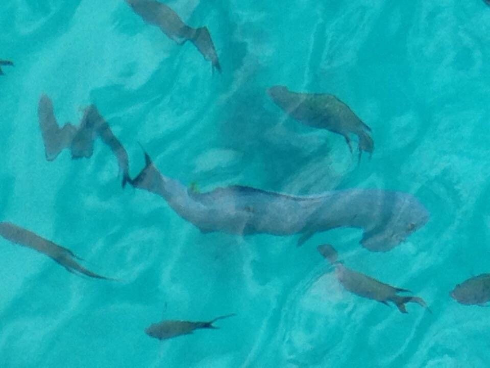 Capricornia Cays National Park-Gladstone必去景点