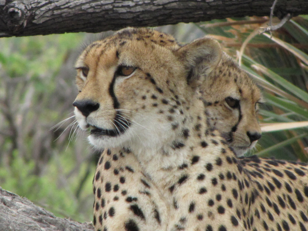 Gomoti Plains Camp - Machaba Safaris主图
