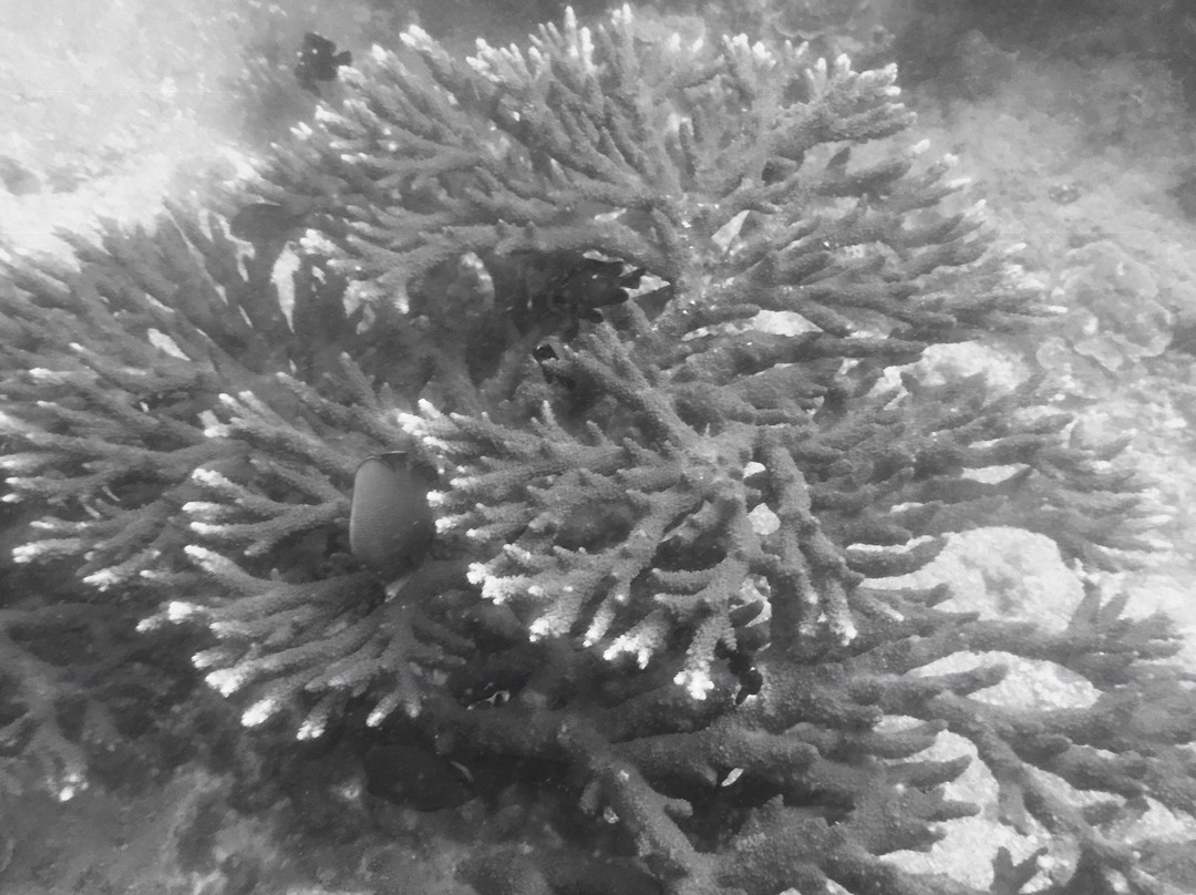 Musandam Discovery Diving-海塞卜必去景点