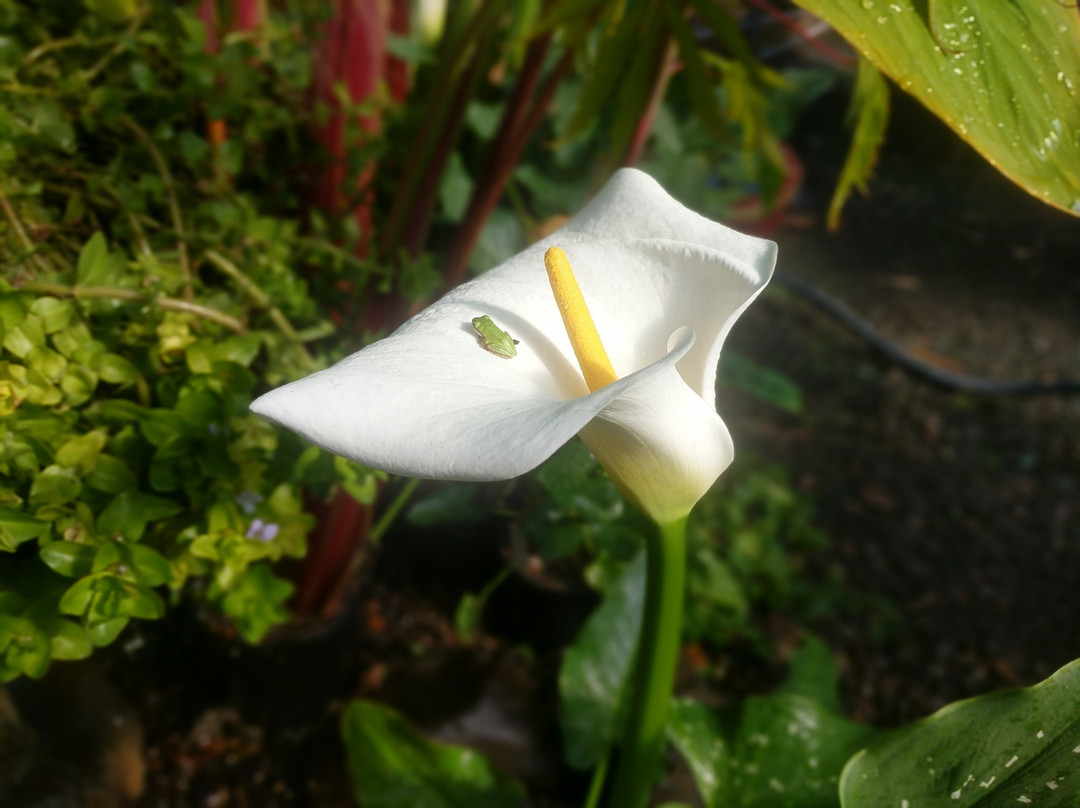 Hughes Water Gardens-图拉丁必去景点