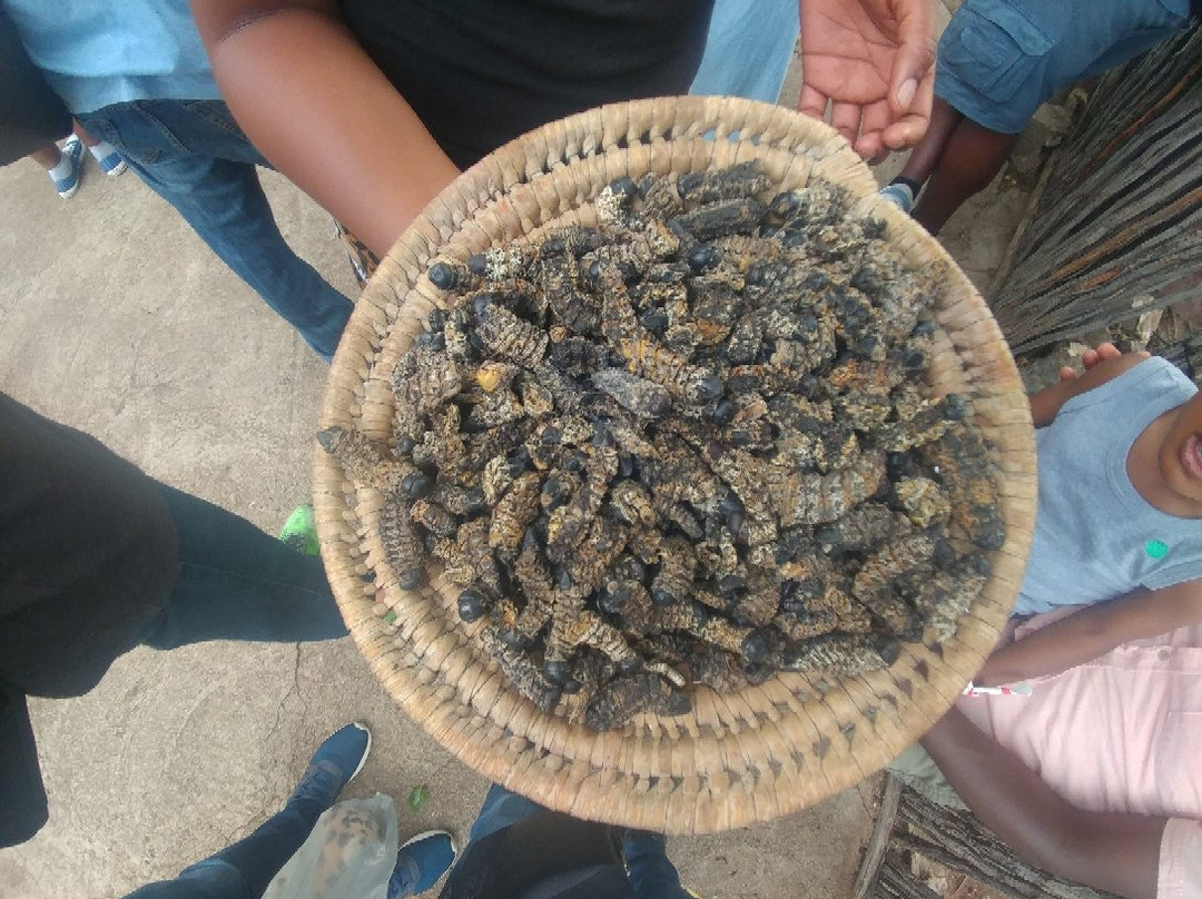 African Tracks Safaris-比勒陀利亚必去景点