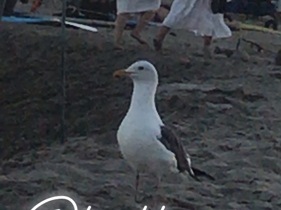 Surfrider Beach景点图片