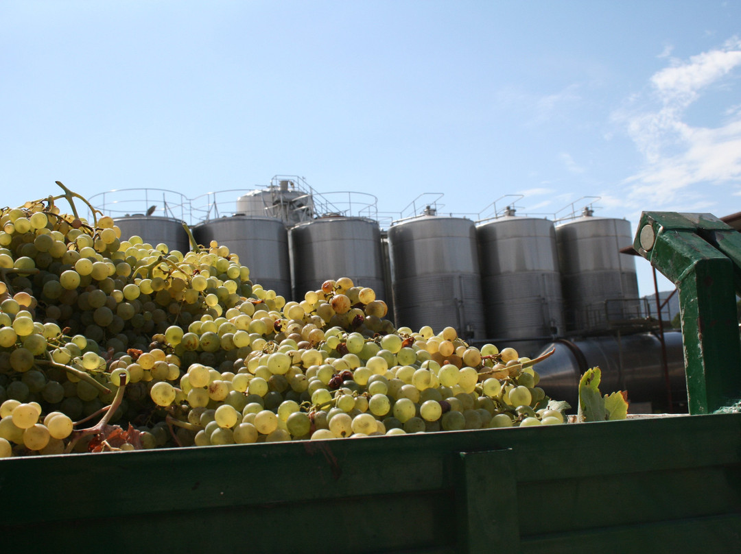 Bodega Santa Catalina del Manan景点图片