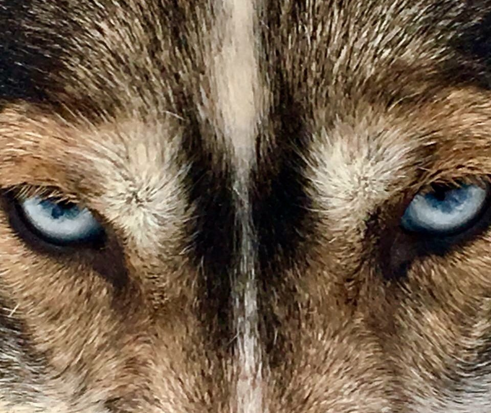 Arctic Husky Farm-Pelkosenniemi必去景点