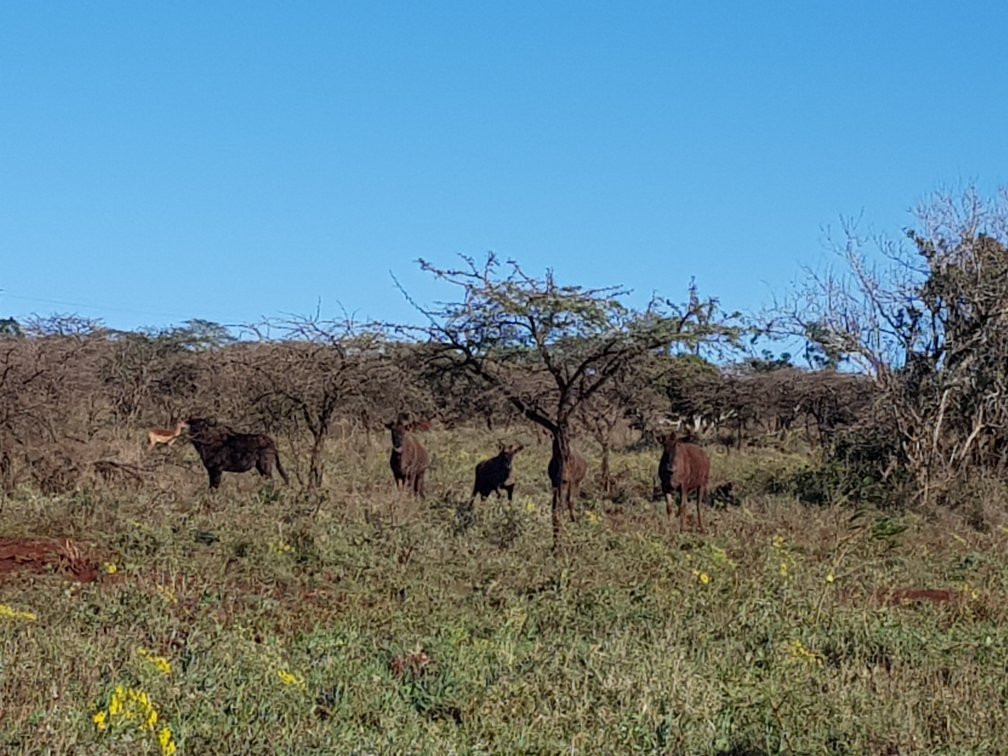 Zululand Tree Lodge主图