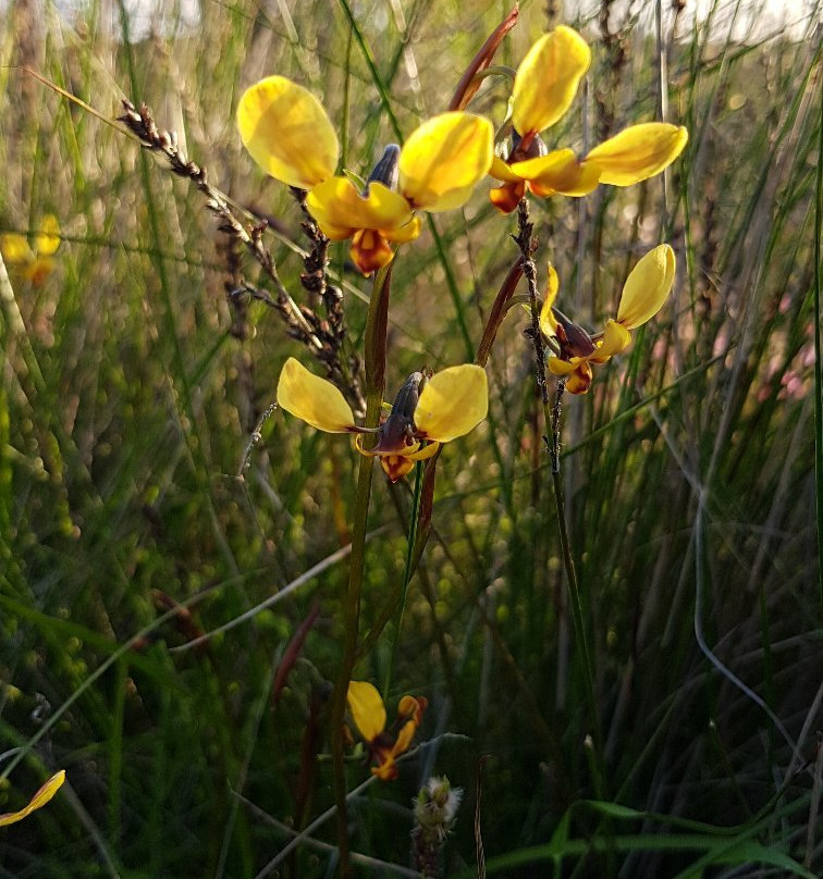 Mullewa Community Resource Centre-Mullewa必去景点
