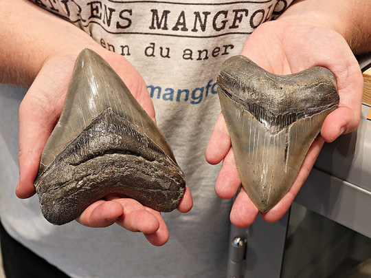 Naturens Mangfold & All Verdens Mynter-奥斯陆必去景点