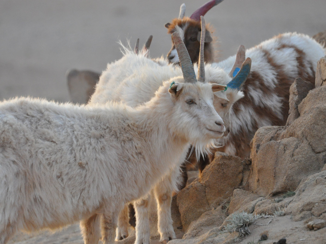 Horse Trek Mongolia-乌兰巴托必去景点