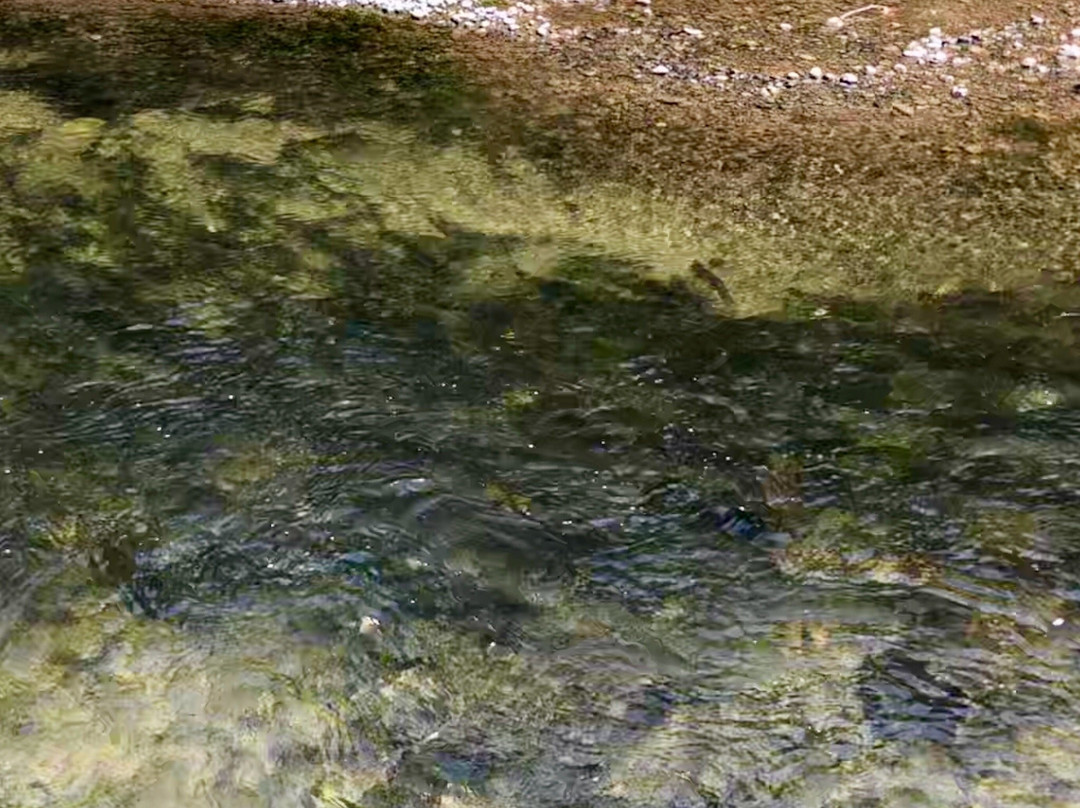 Little Qualicum River Fish Hatchery景点图片