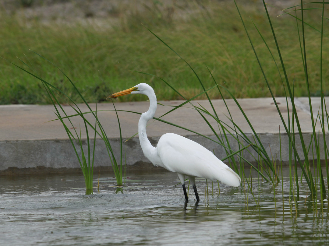 Oso Bay Wetlands Preserve & Learning Center-科珀斯克里斯蒂市必去景点