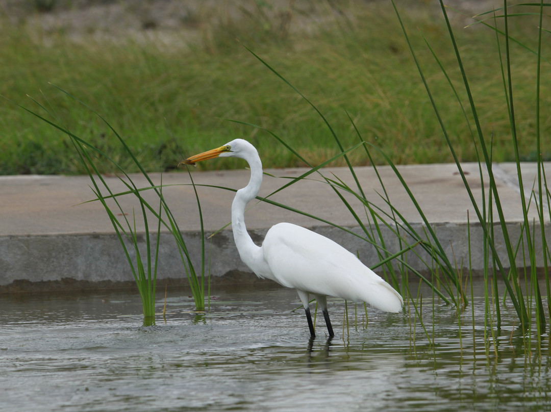 Oso Bay Wetlands Preserve & Learning Center景点图片