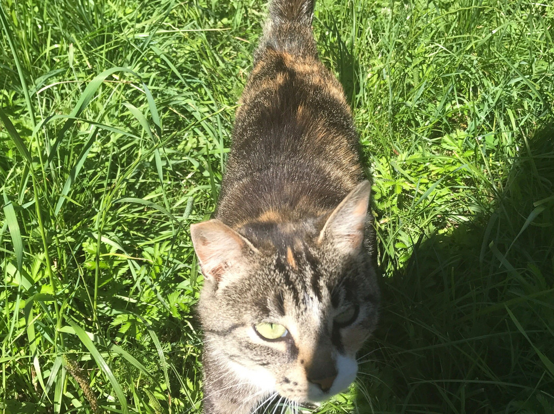 Bauernhofpension Haus Hermes主图