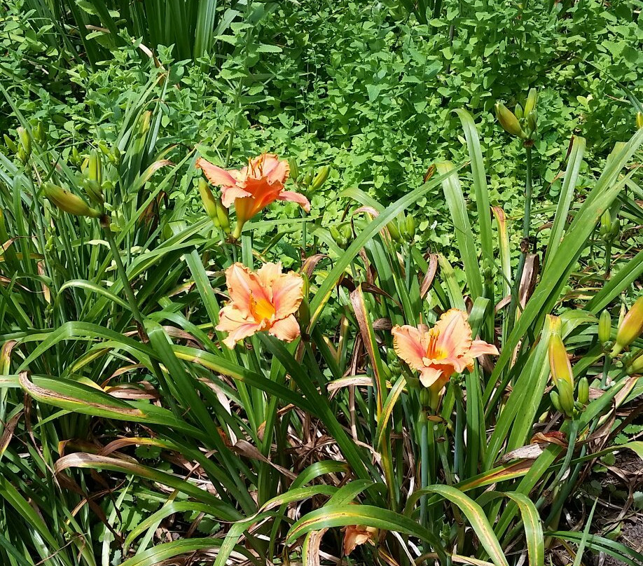 The Lily Barn Garden-汤森必去景点