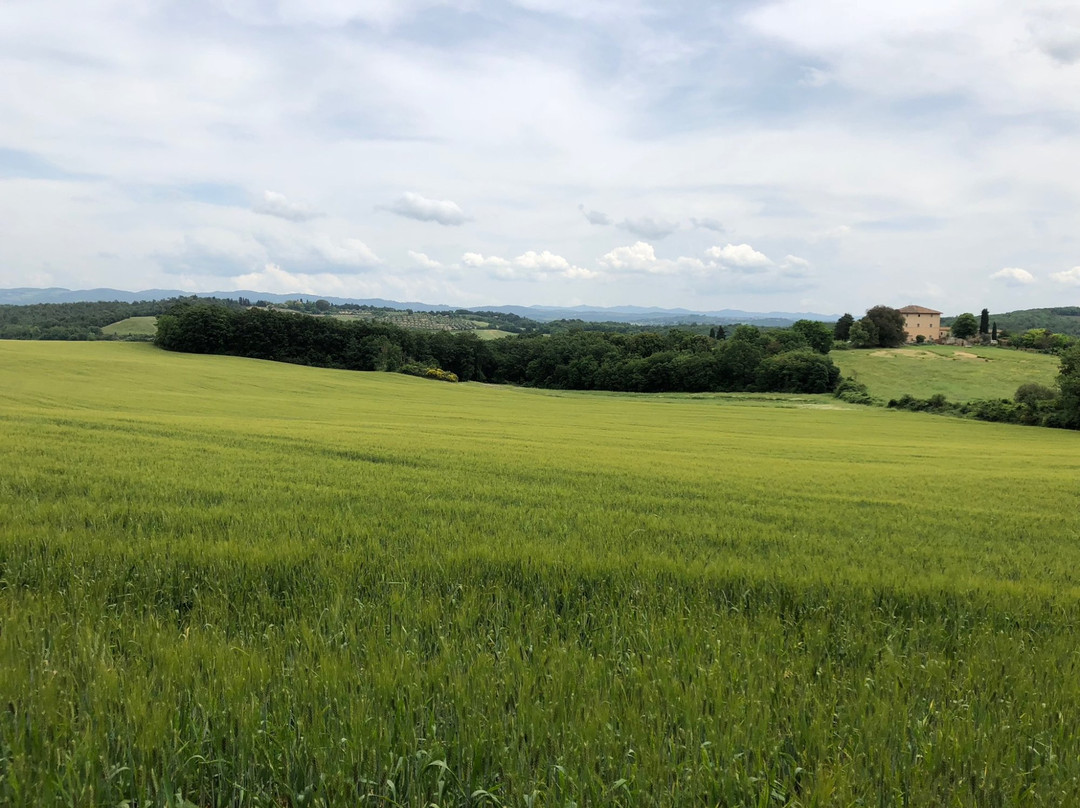 Up and Down the Chianti-锡耶纳必去景点
