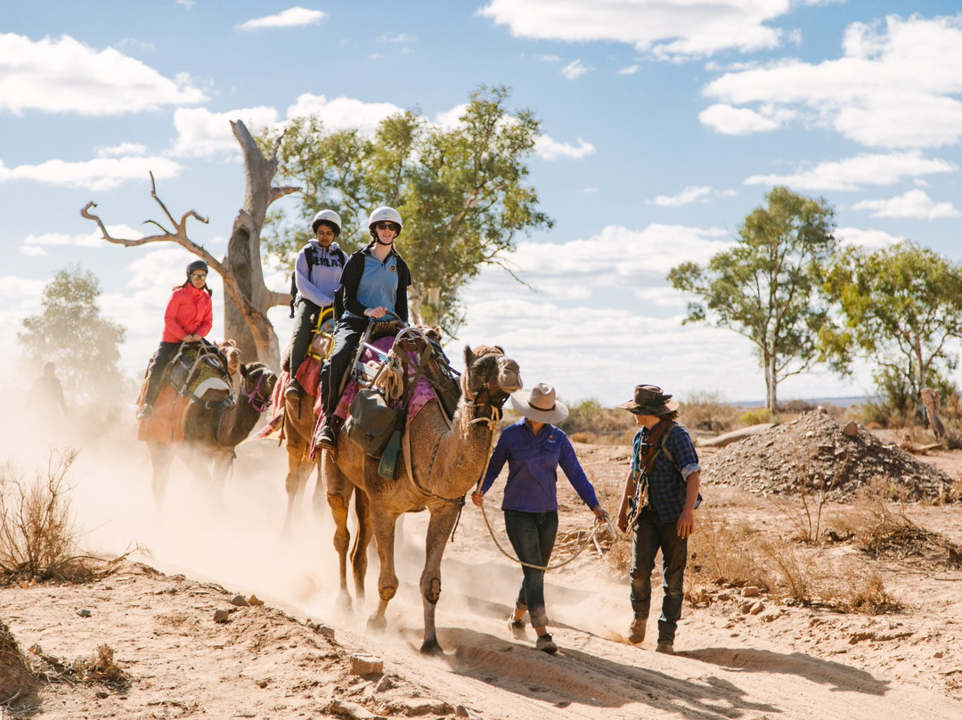 Camel Treks Australia景点图片