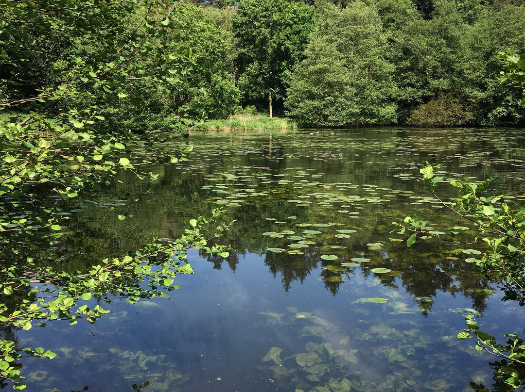 Lynford Arboretum景点图片