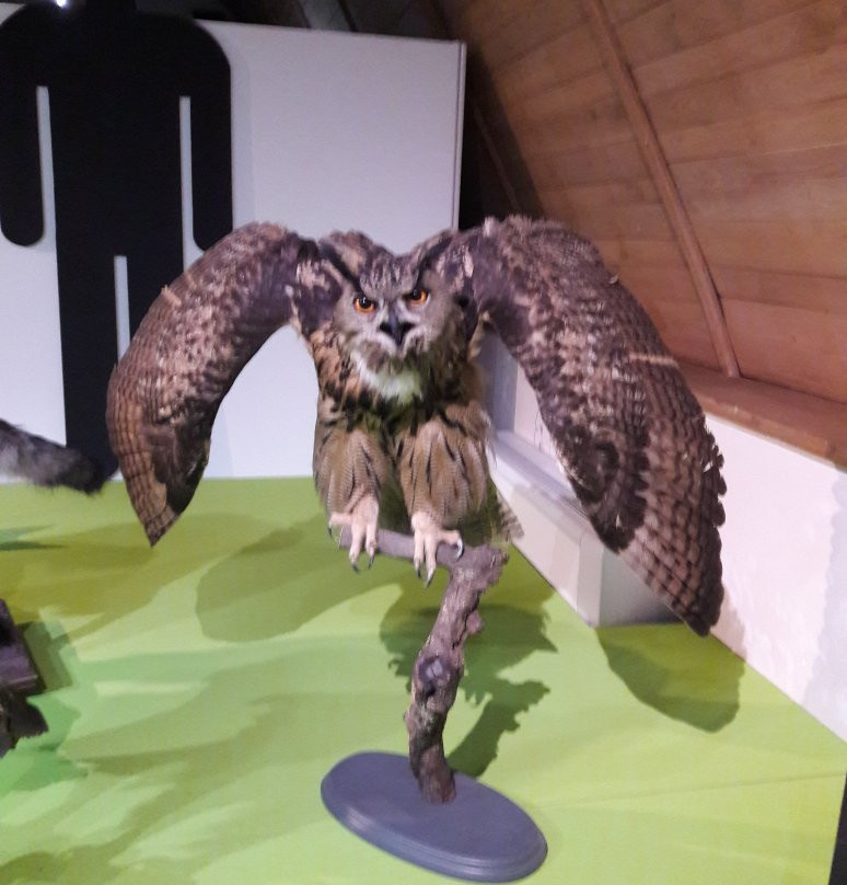Muséum d'Histoire Naturelle景点图片