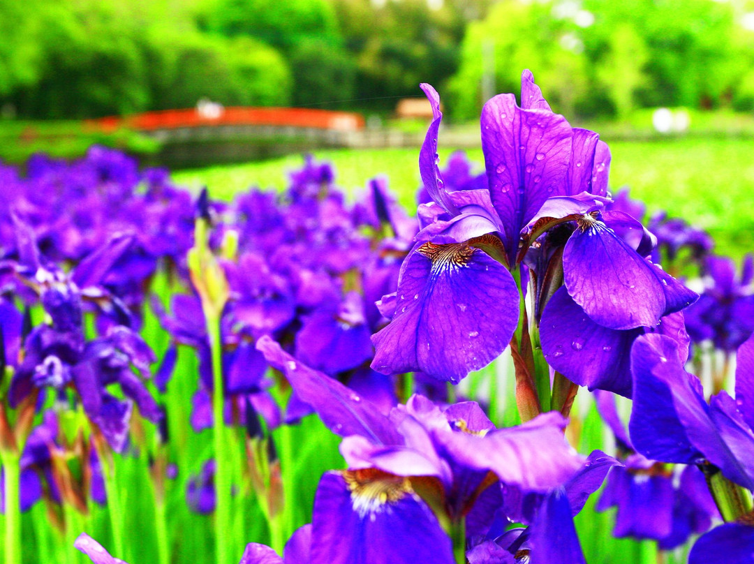 Hayamizu Park-都城市必去景点