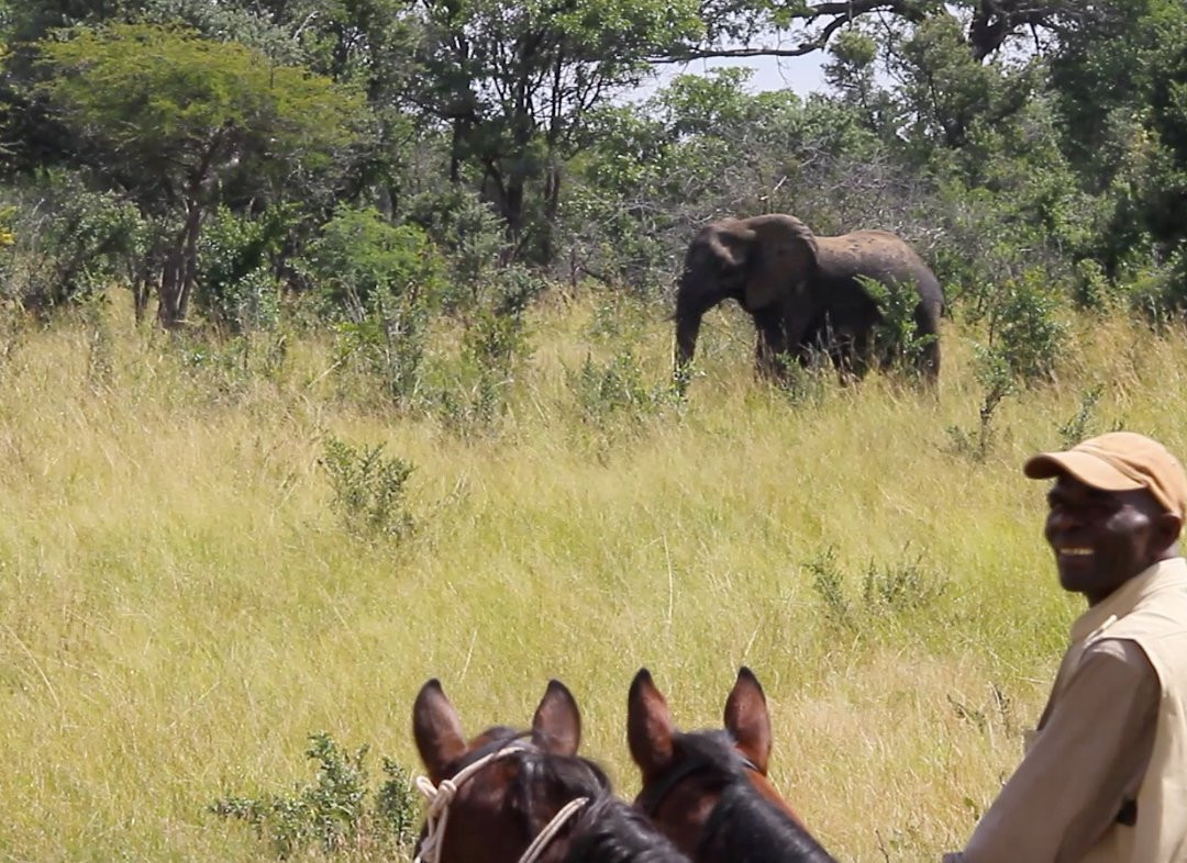 Hwange Horseback Safaris景点图片