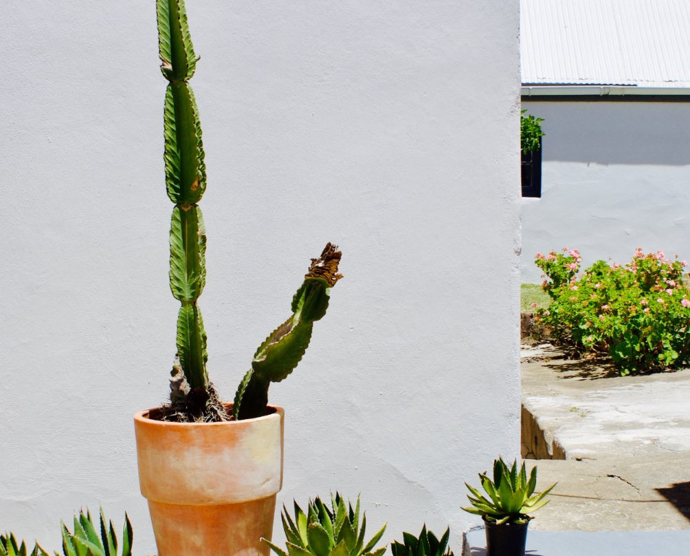 Jade Tree House主图