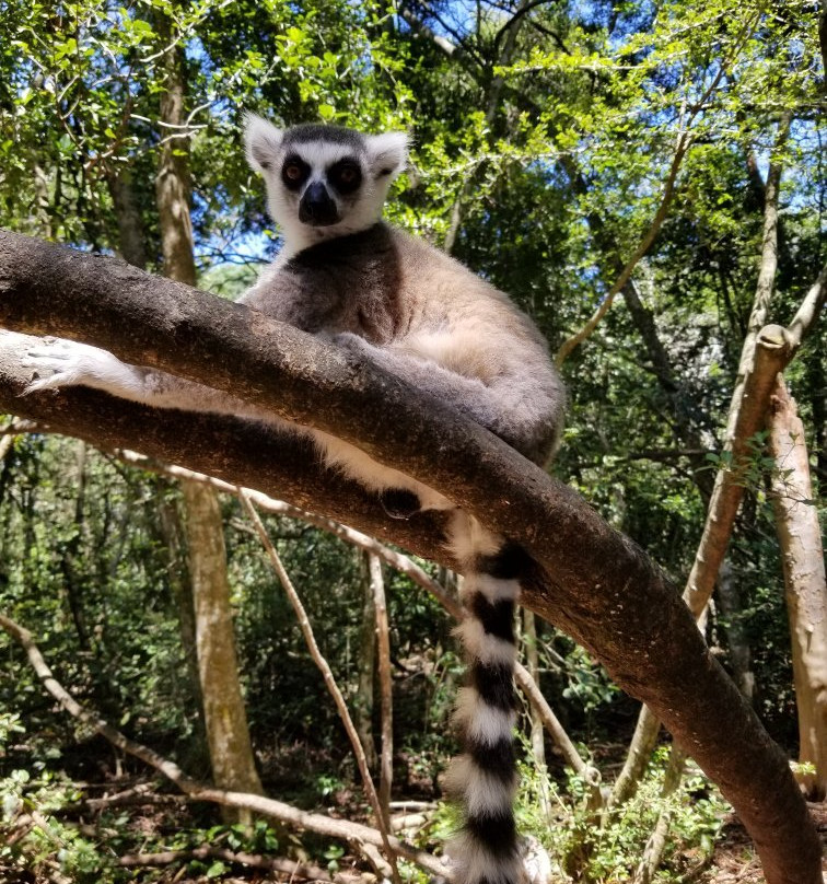 Monkeyland Primate Sanctuary景点图片