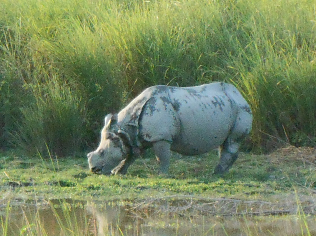 Assam Discovery景点图片