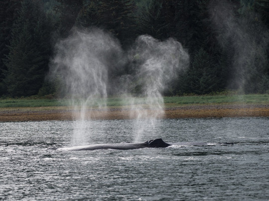 Hoonah Whale Tours-胡纳必去景点