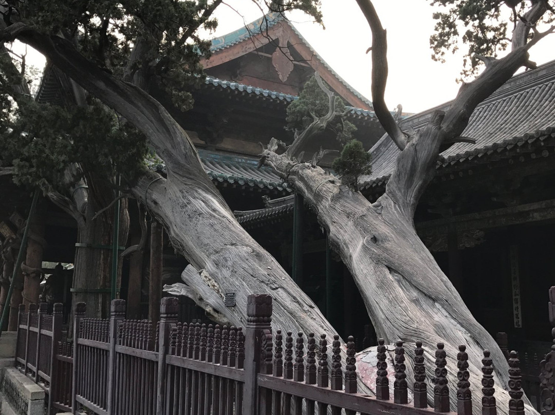 周柏唐槐-太原市必去景点