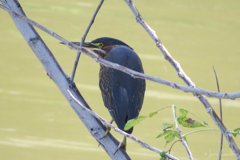 Shanley Park-格兰伯里必去景点