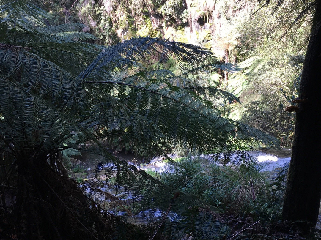Tarra Falls-Tarra Valley必去景点