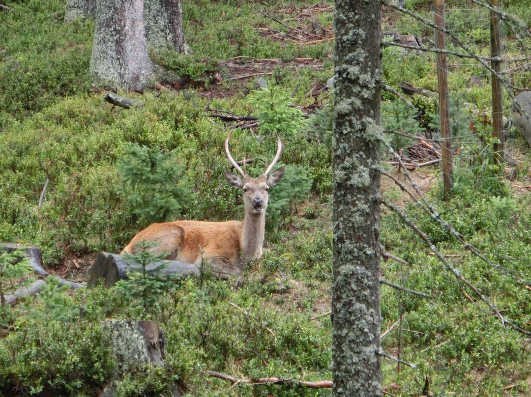 Visitor Center Kvilda - deer and rye range-Kvilda必去景点
