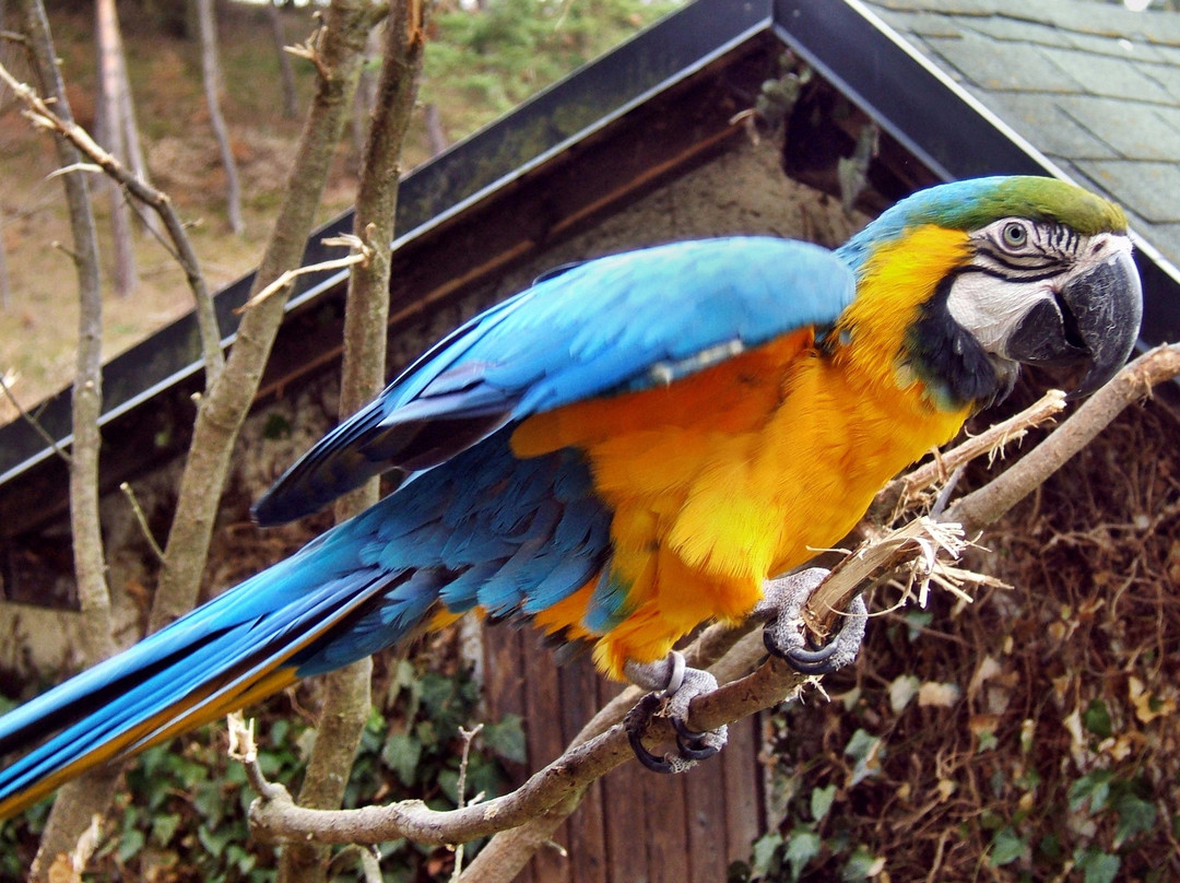 Tierpark Herborn景点图片