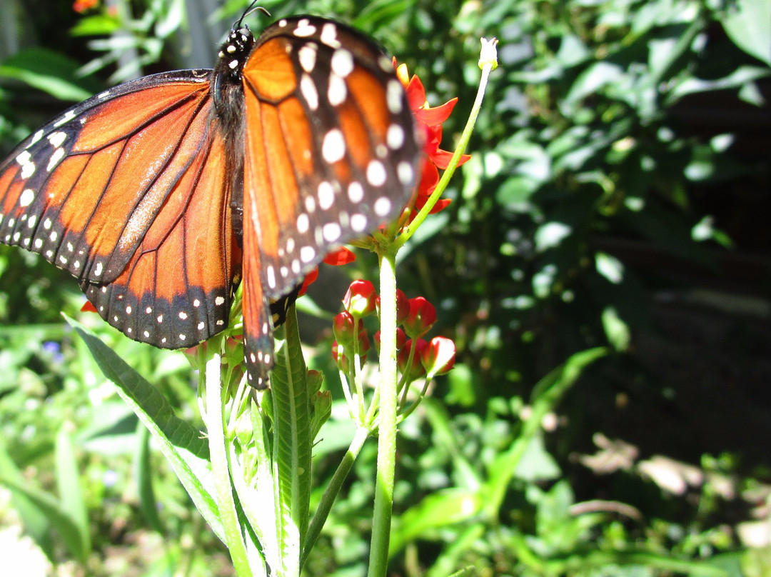 Mariposario Selva Viva-麦德林必去景点