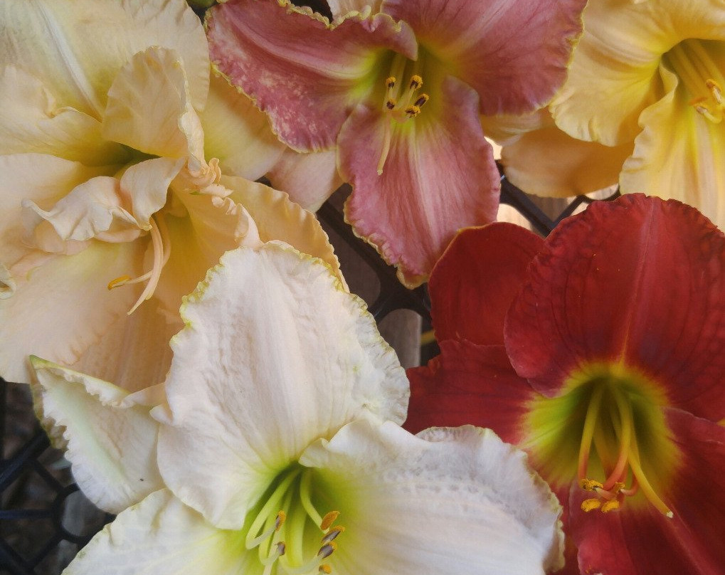 Gardens Plus-彼得伯勒必去景点