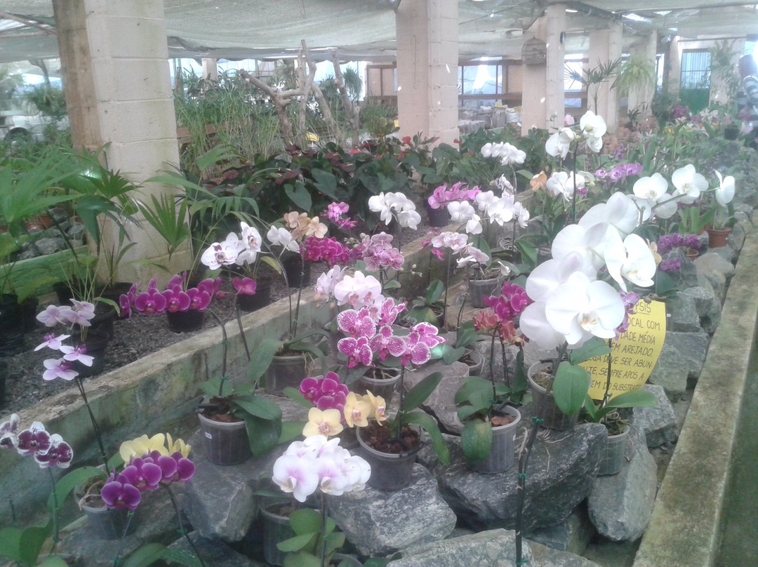Orquidacea景点图片