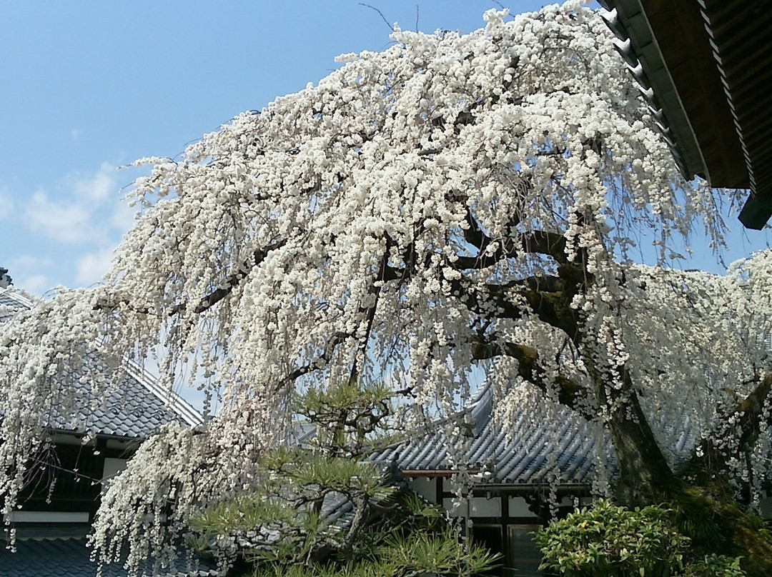 Emmyo-ji Temple-犬山市必去景点