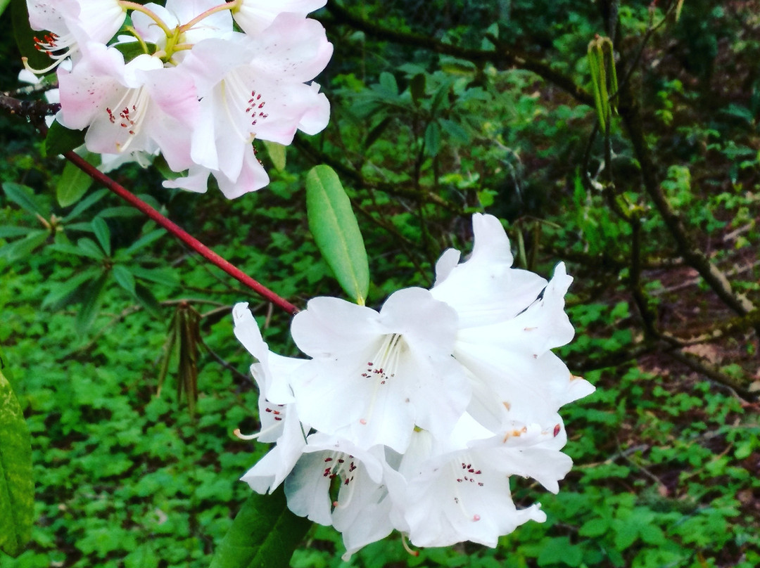 Jenkins Estate-比弗顿必去景点