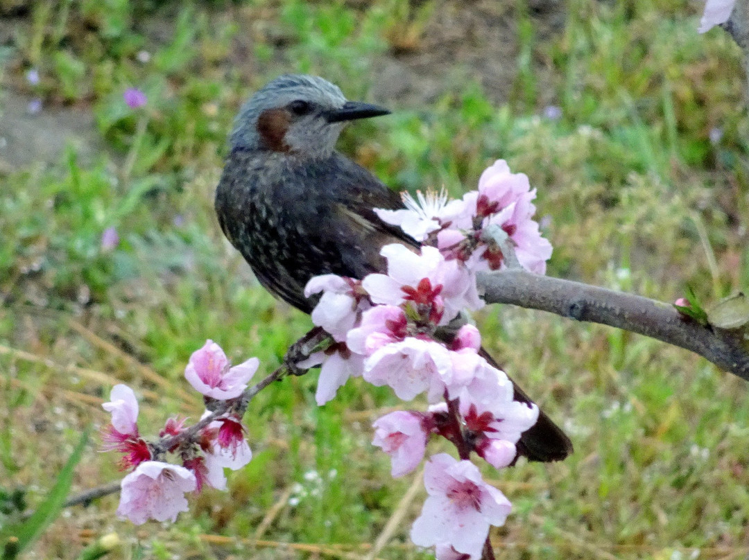Togenkyo-纪之川市必去景点