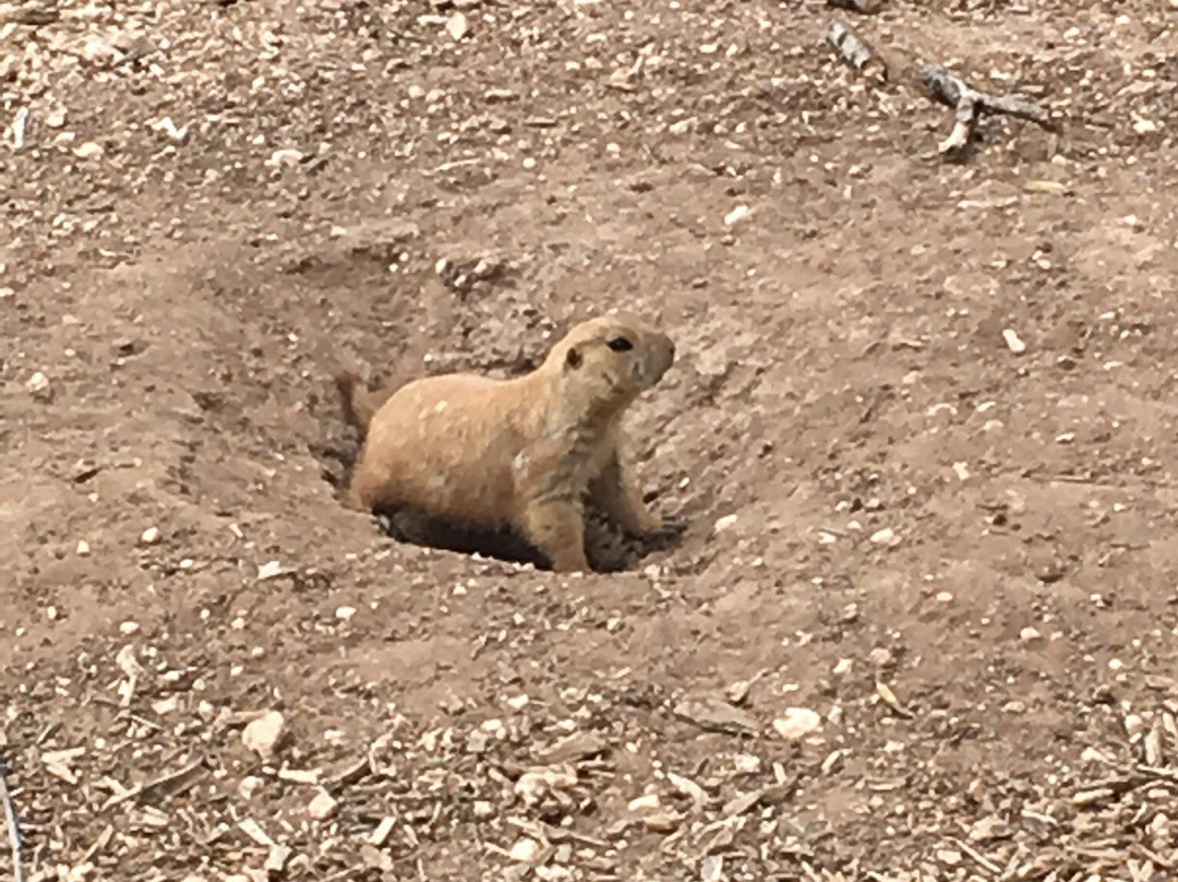 Prairie Dog Town景点图片