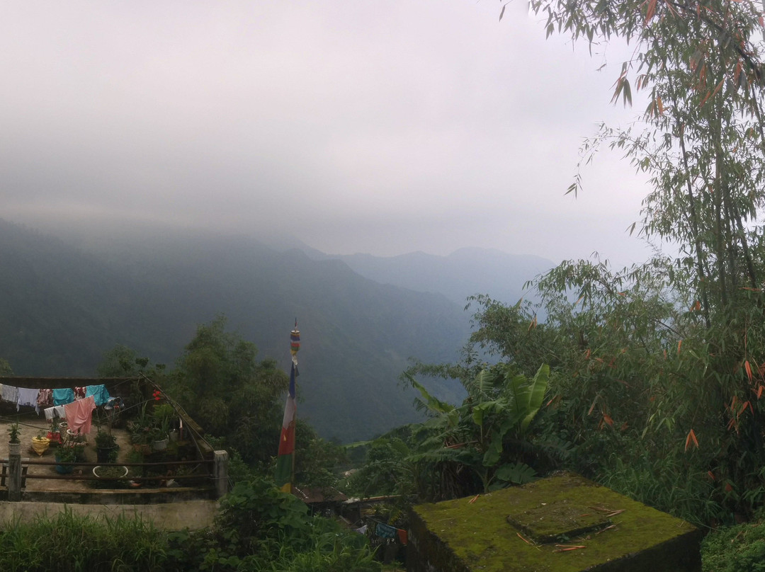 Makaibari Tea Estate景点图片