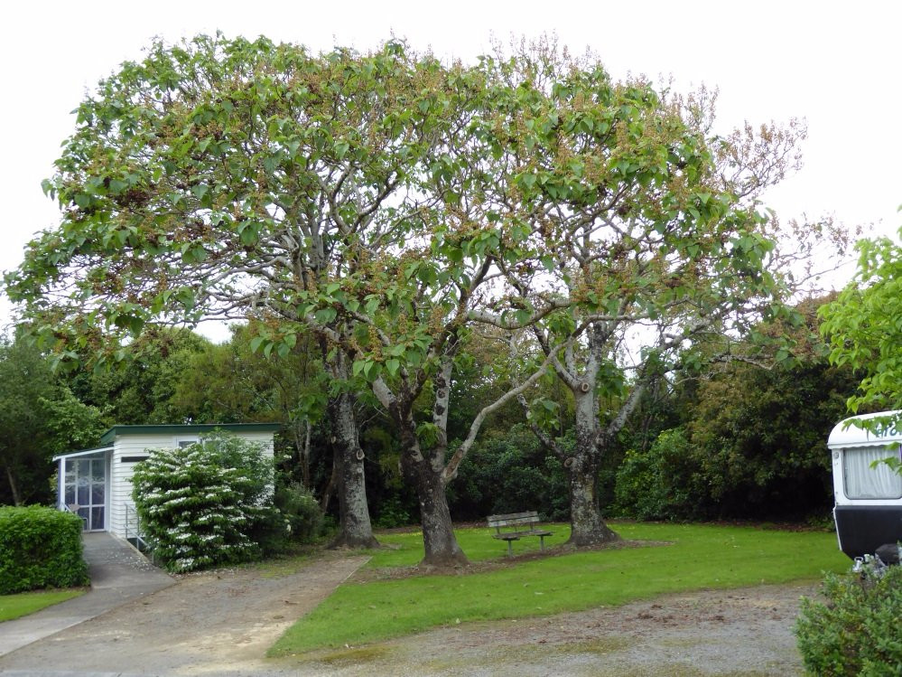 Carterton Holiday Park
