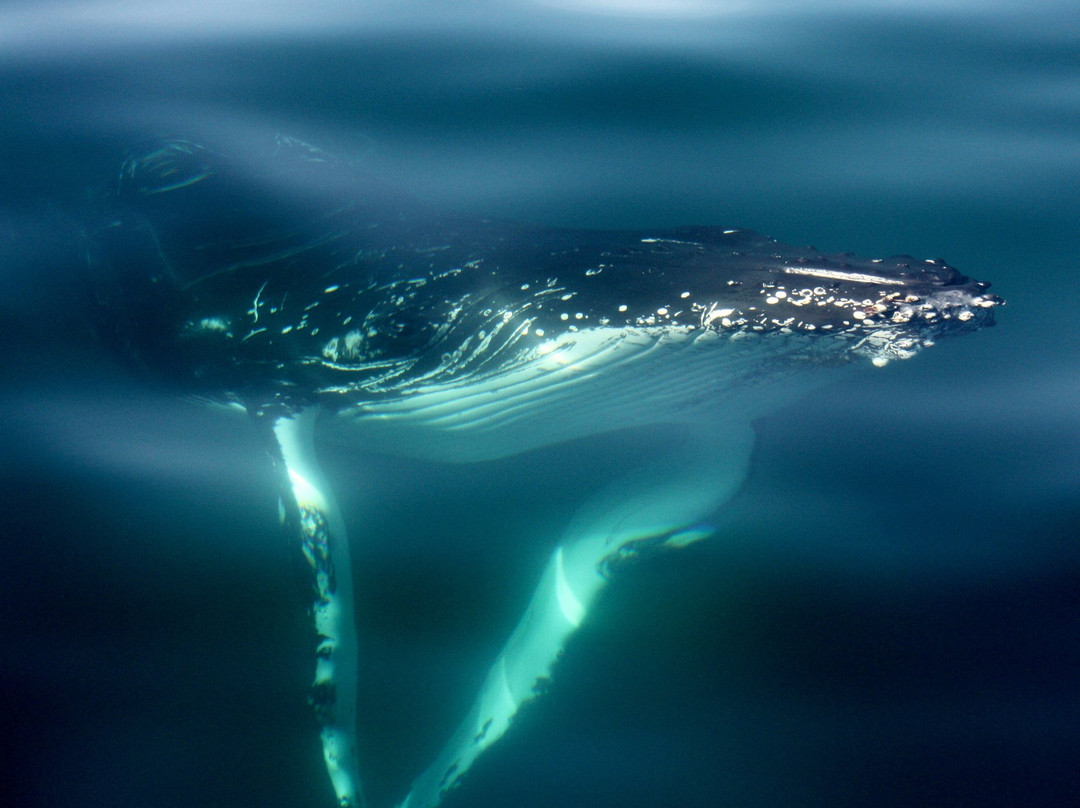 Geographe Maritime Charters-巴瑟尔顿必去景点