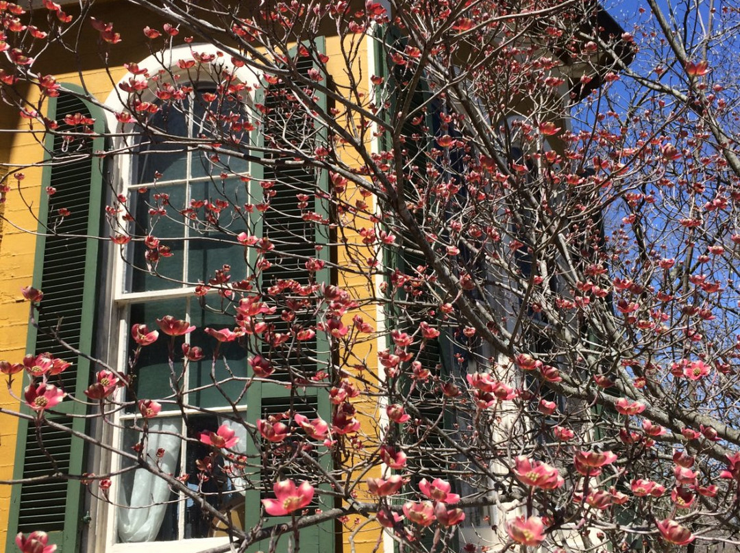 Hillforest景点图片
