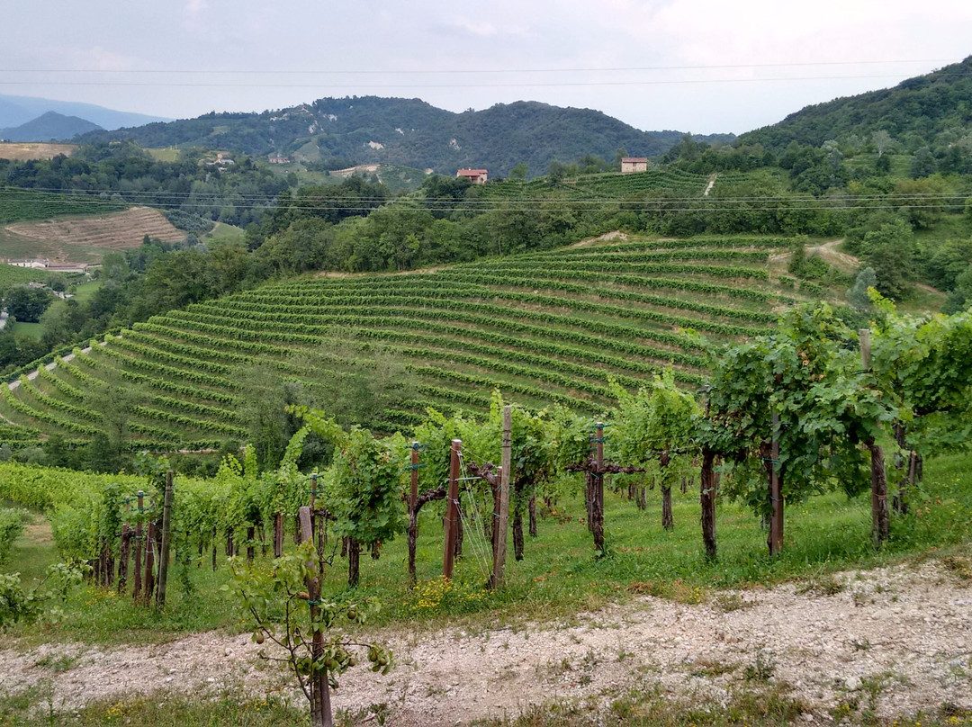 Societa Agricola Vigne Matte Srl景点图片