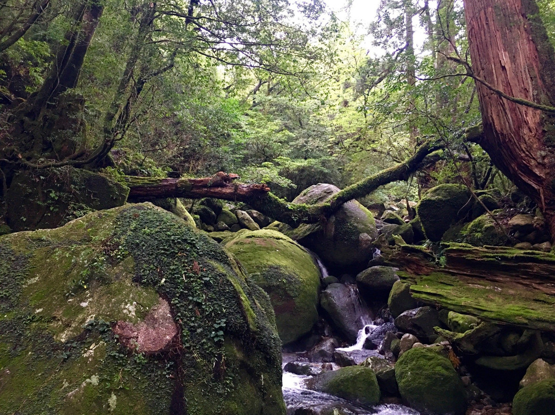 Yakushima Experience - Private Tour-屋久岛町必去景点